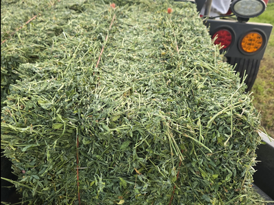 Hay