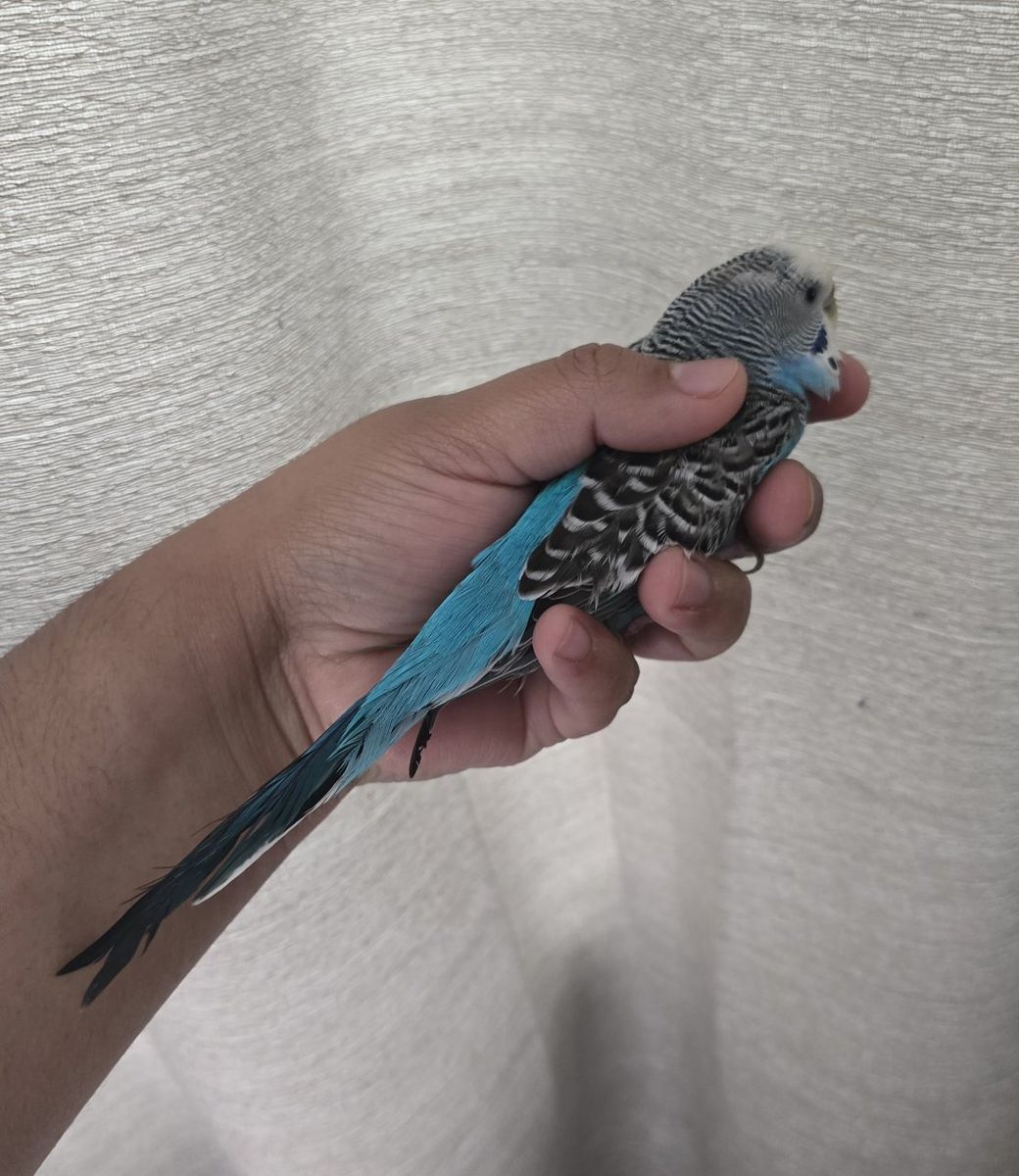 Blue Female Parakeet