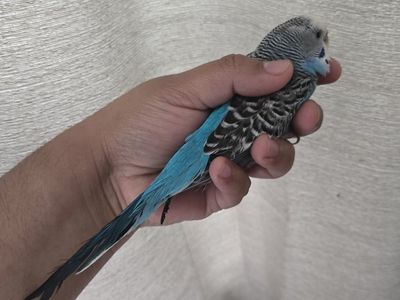 Blue Female Parakeet