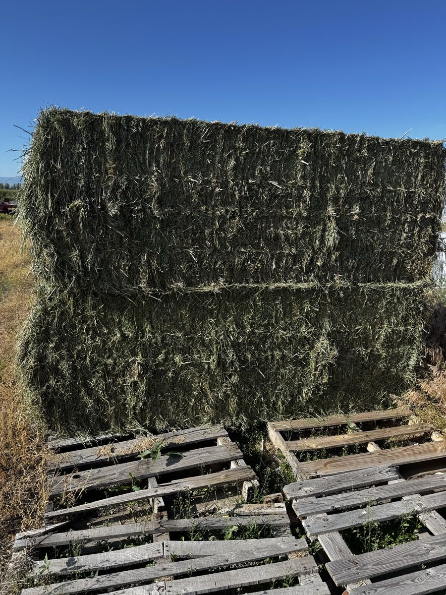 1st crop grass/alfalfa mix