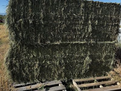 1st crop grass/alfalfa mix