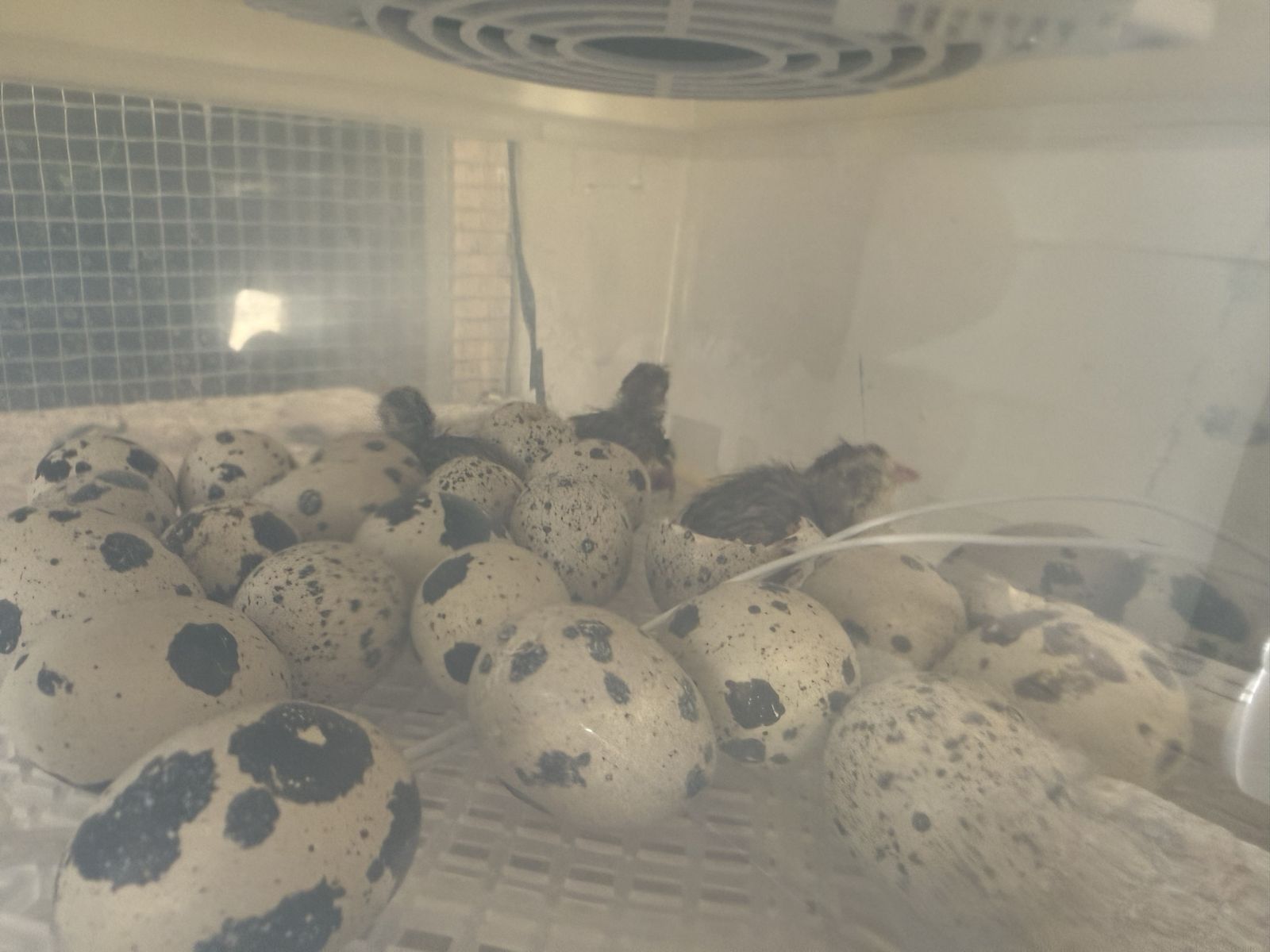 Coturnix Quail chicks