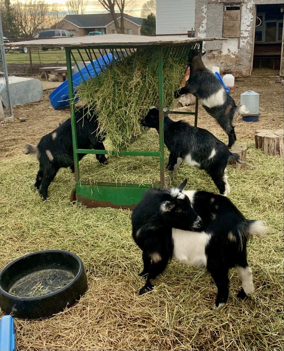 Goats for sale