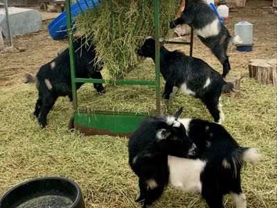 Goats for sale