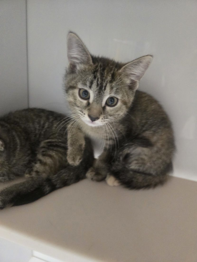 A163918 Tortellini is Available for Adoption!