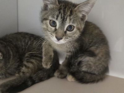 A163918 Tortellini is Available for Adoption!