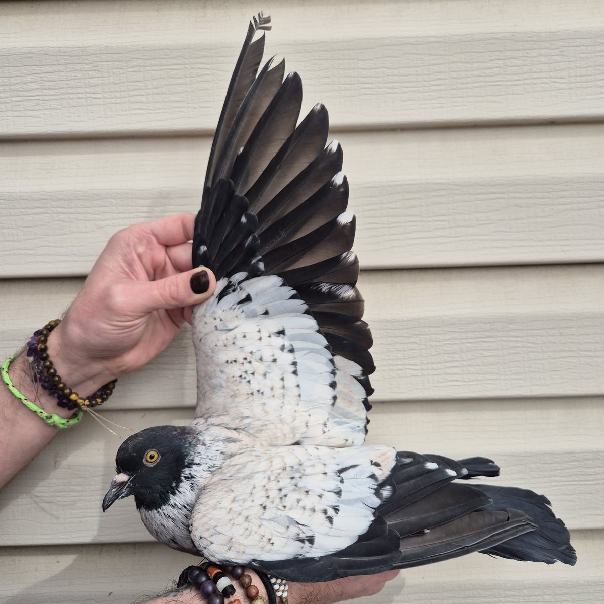 Male Starling Pigeon