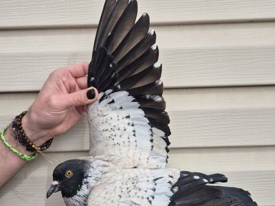 Male Starling Pigeon
