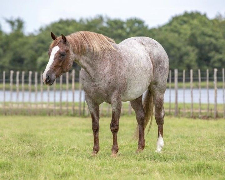 Red Roan Quarter Horse Gelding