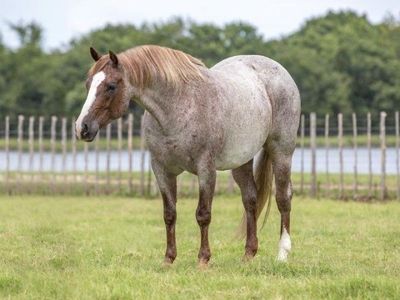 Red Roan Quarter Horse Gelding