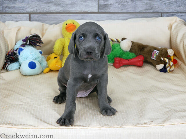 Weimaraner AKC puppy female