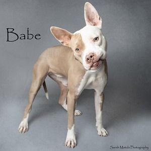 Hello my name is Babe