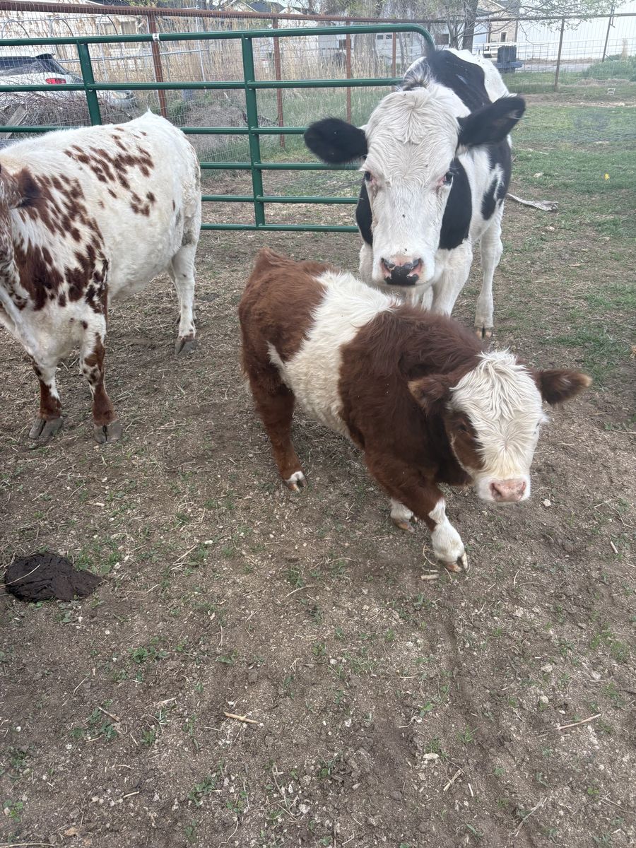 Mixed mini bull calf.