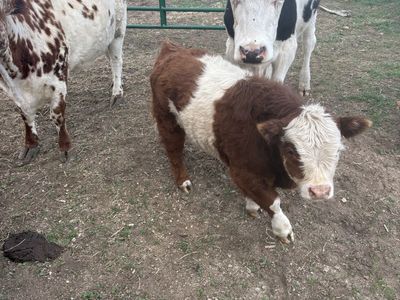 Mixed mini bull calf.