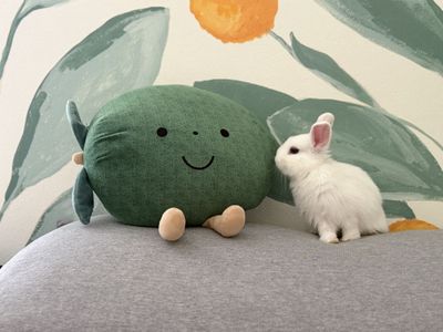 Sweetest and Softest Baby Netherland Dwarf mix Bunny!
