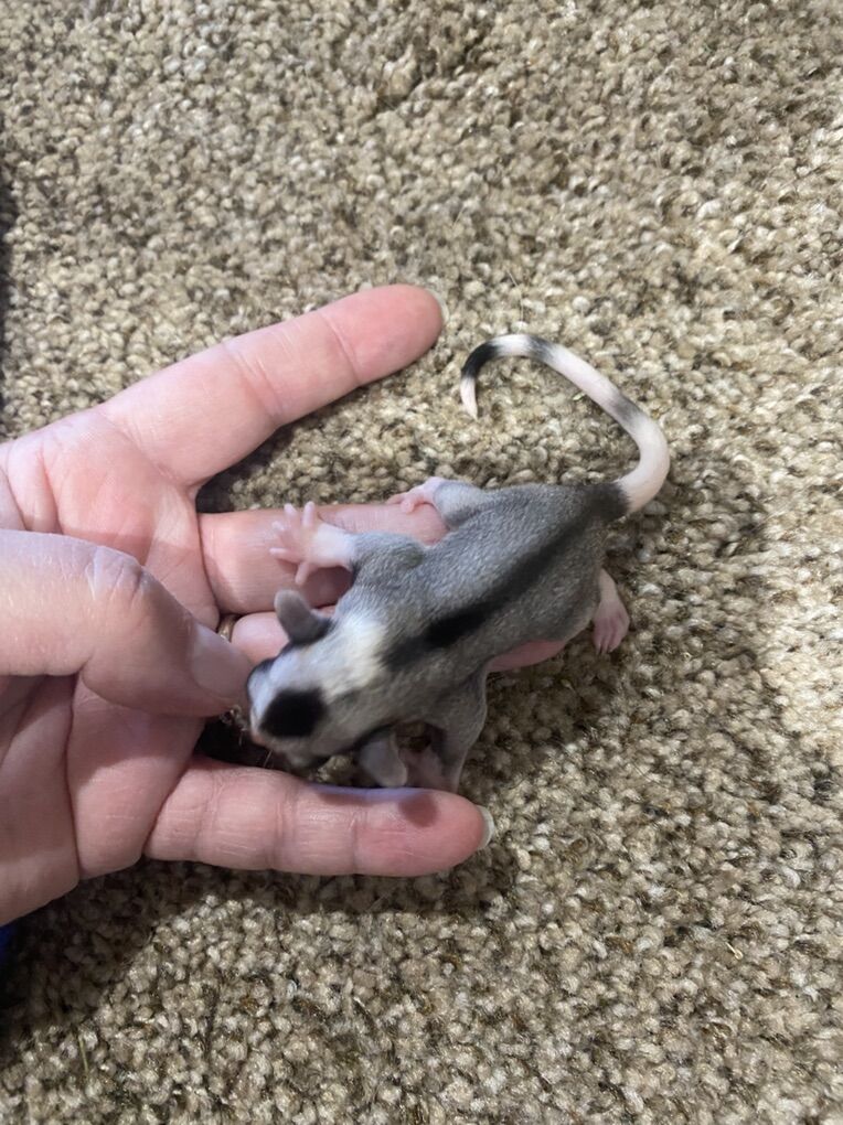 Fun Sugar Glider Colony, Joey,Supplies & Cage