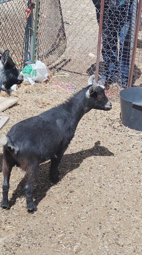 Nigerian dwarf doe