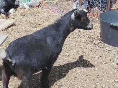 Nigerian dwarf doe