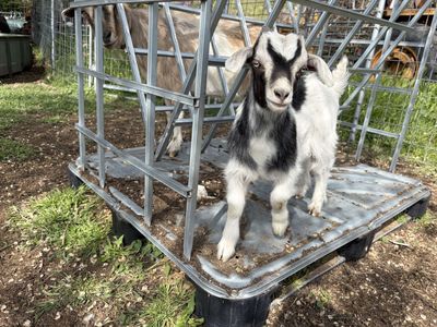Mini Fainting Goats