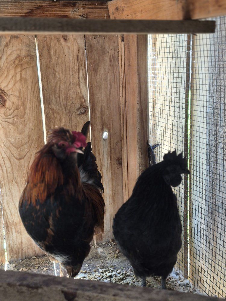 two roosters