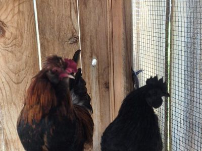 two roosters