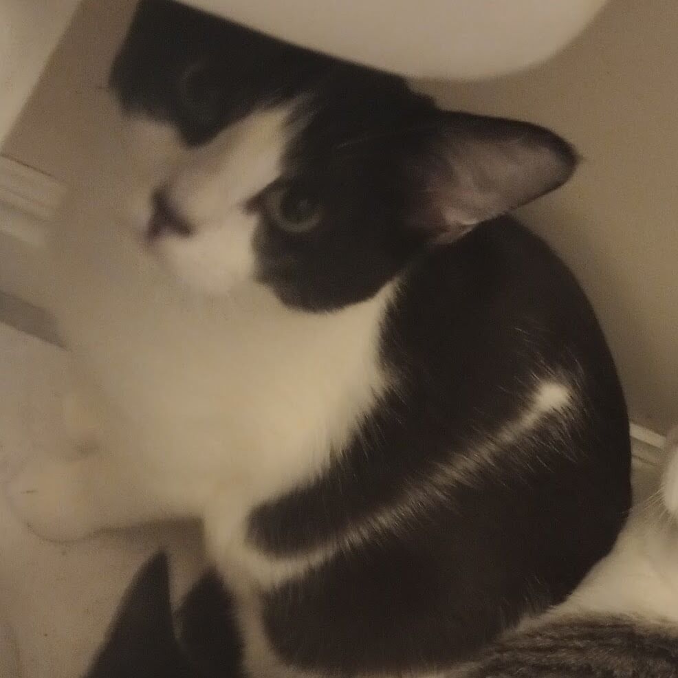 Domestic Short Hair