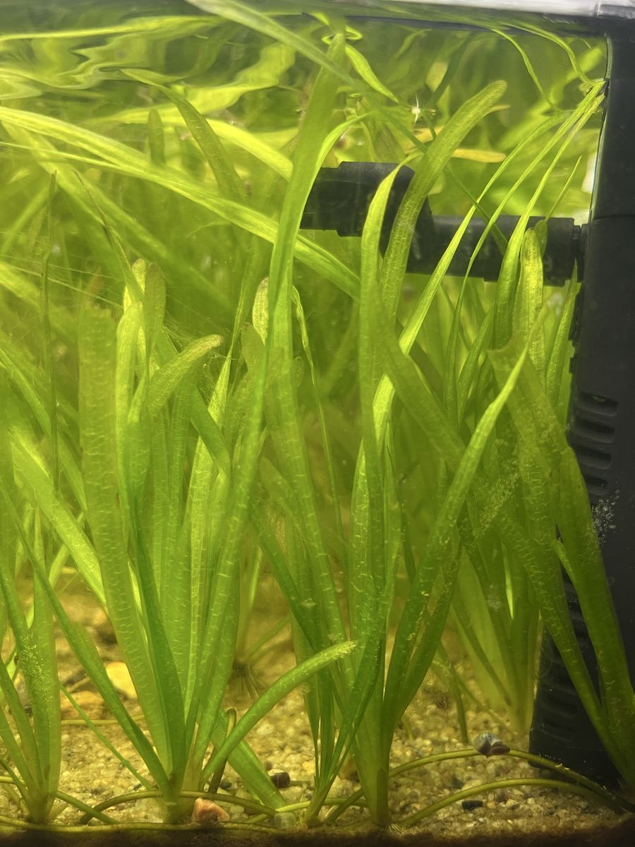 Jungle Vallisneria Aquarium Plant (3 for $5)