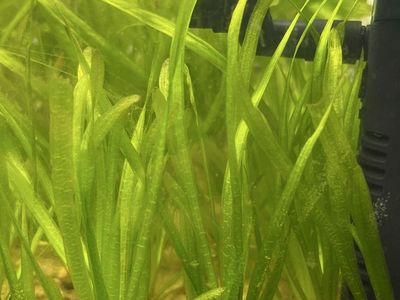 Jungle Vallisneria Aquarium Plant (3 for $5)