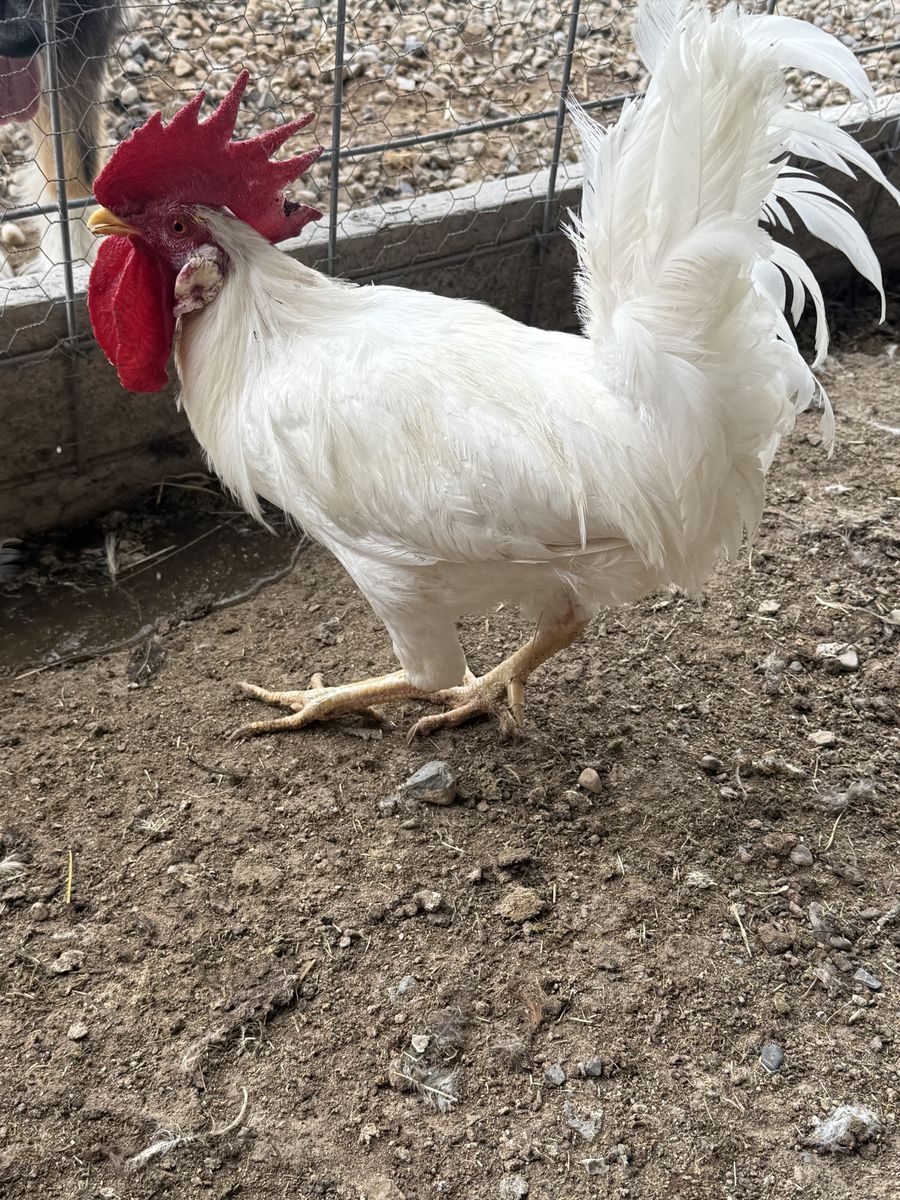 Free white leghorn rooster