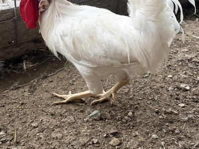 Free white leghorn rooster