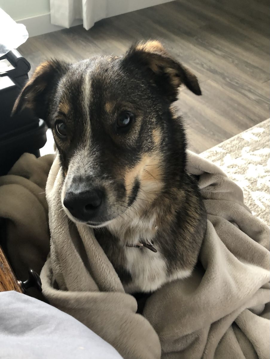Really sweet all around good boy