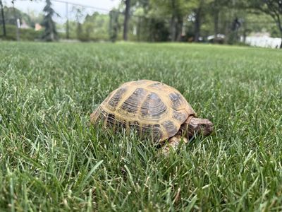 Russian tortoise and enclosure
