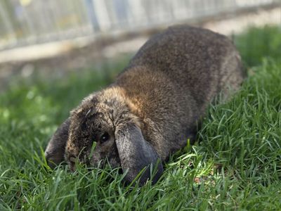 Chestnut Agouti Mini Lop Bunny Rabbit