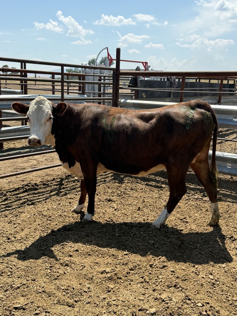 7 months Bred Heifer