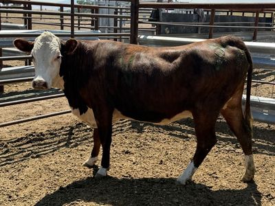 7 months Bred Heifer