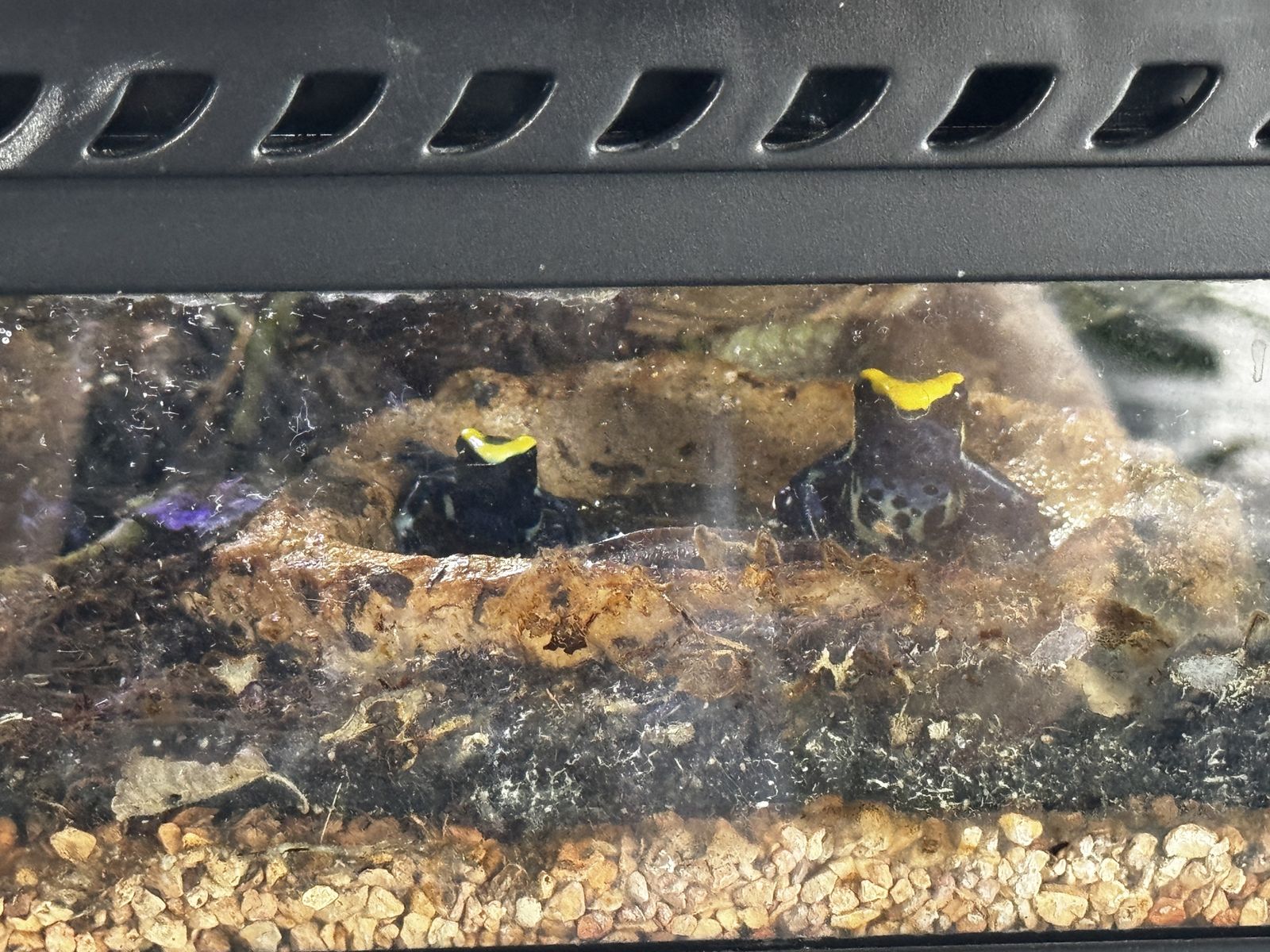 Adult/Juvenile Dendrobates tinctorius & Terrarium