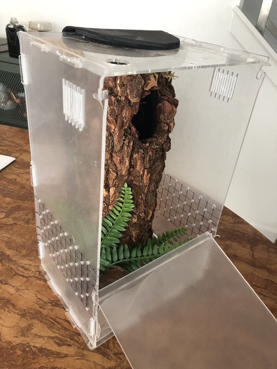 Custom-Built Arboreal Tarantula Enclosure