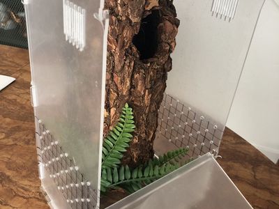 Custom-Built Arboreal Tarantula Enclosure