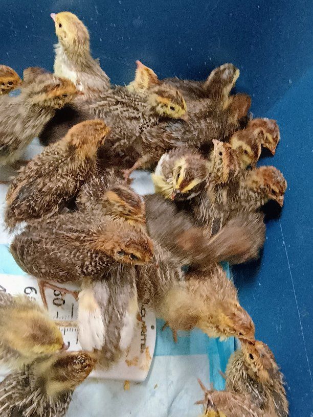 Jumbo Coturnix quail chicks 1 week old