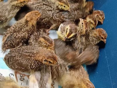 Jumbo Coturnix quail chicks 1 week old
