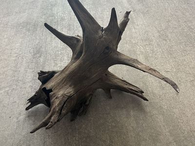 Fish Tank natural tree root stump driftwood