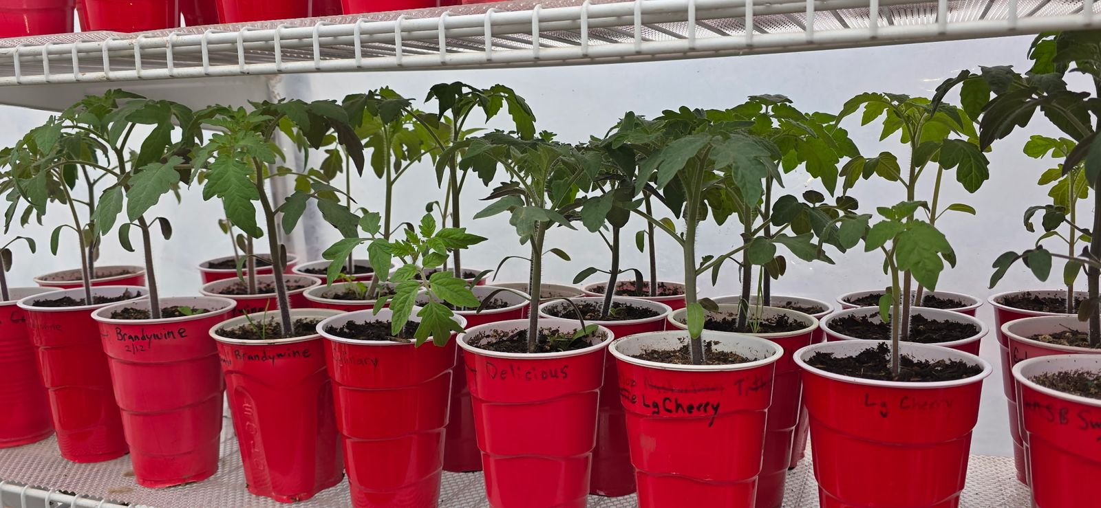 Tomato And Pepper Plant Seedlings And Starts