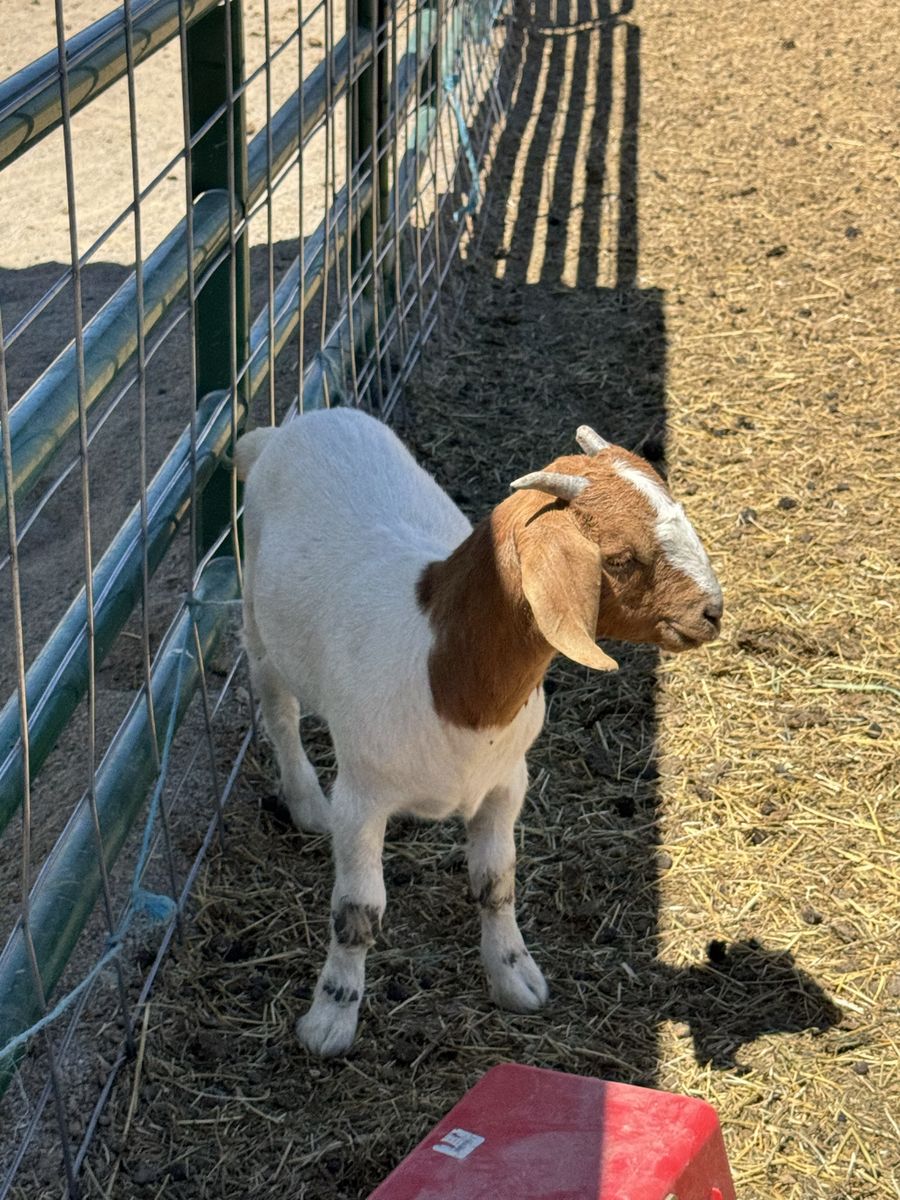 Female Boer goat