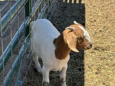 Female Boer goat