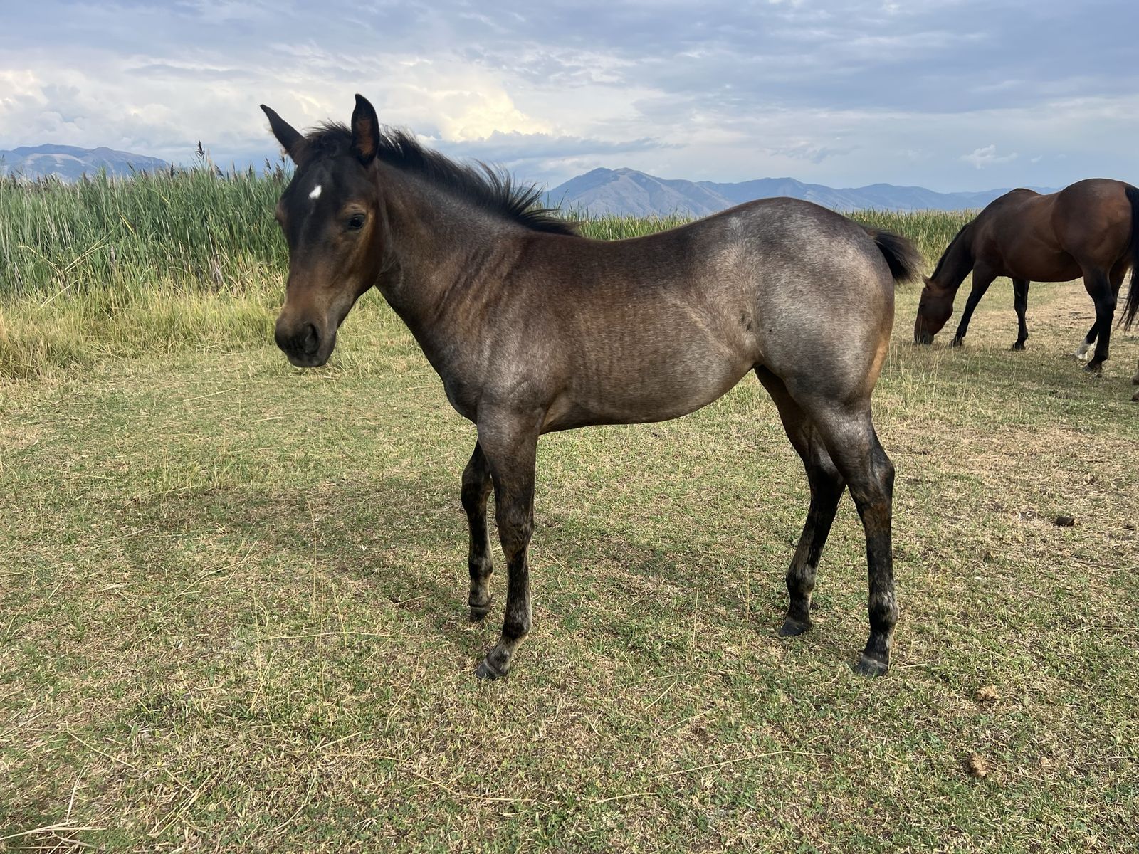 AQHA Blue Roan Filly