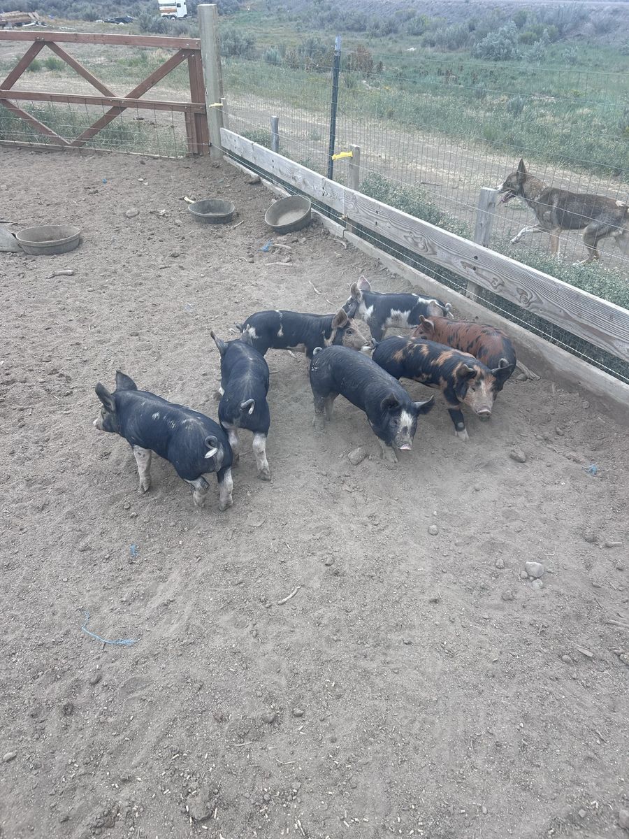 Burkshire and duroc cross piglets