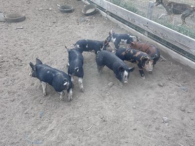 Burkshire and duroc cross piglets