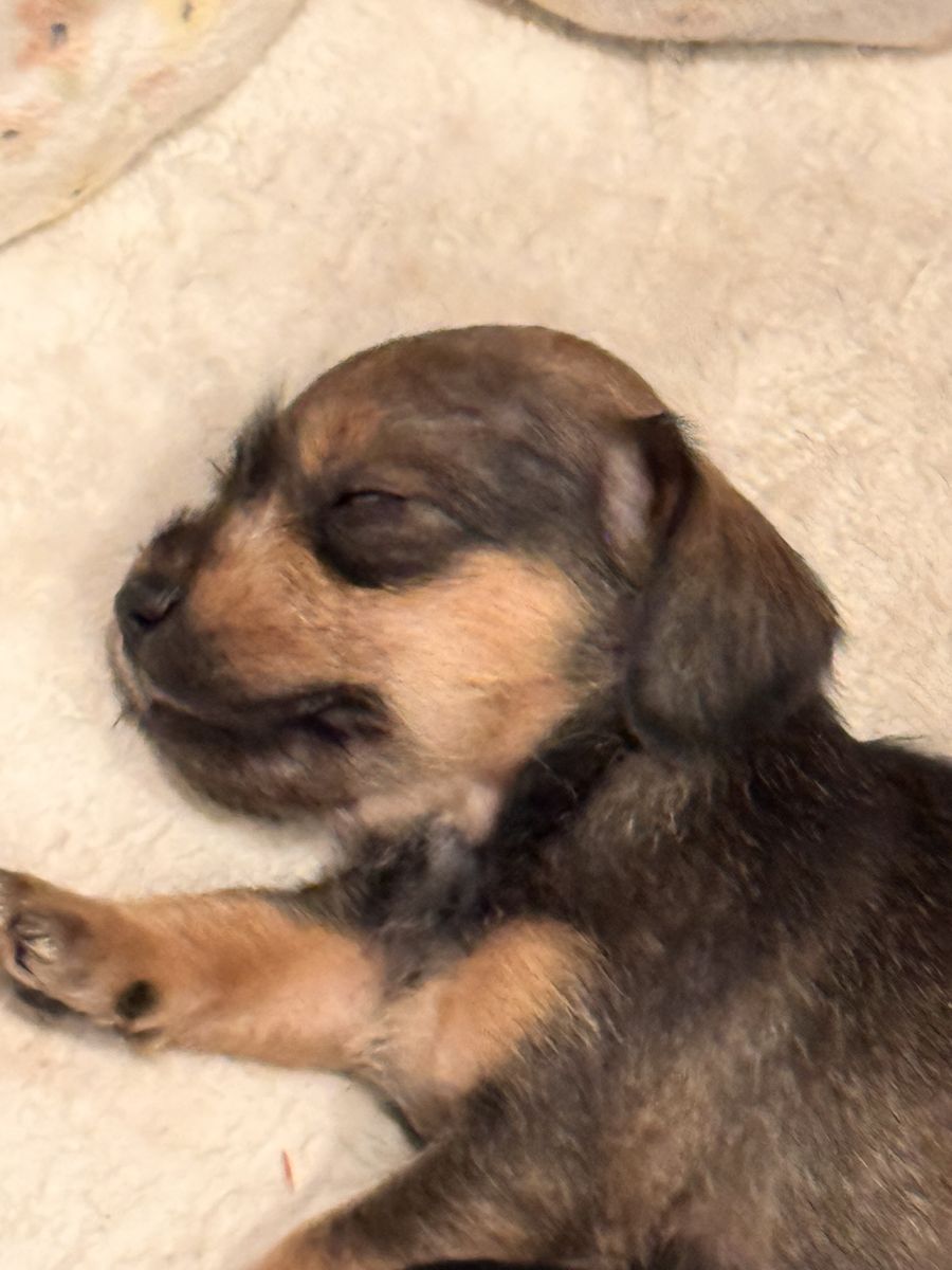 Rare Schnoxie Puppies | Miniature Dachshund x Miniature Schnauzer