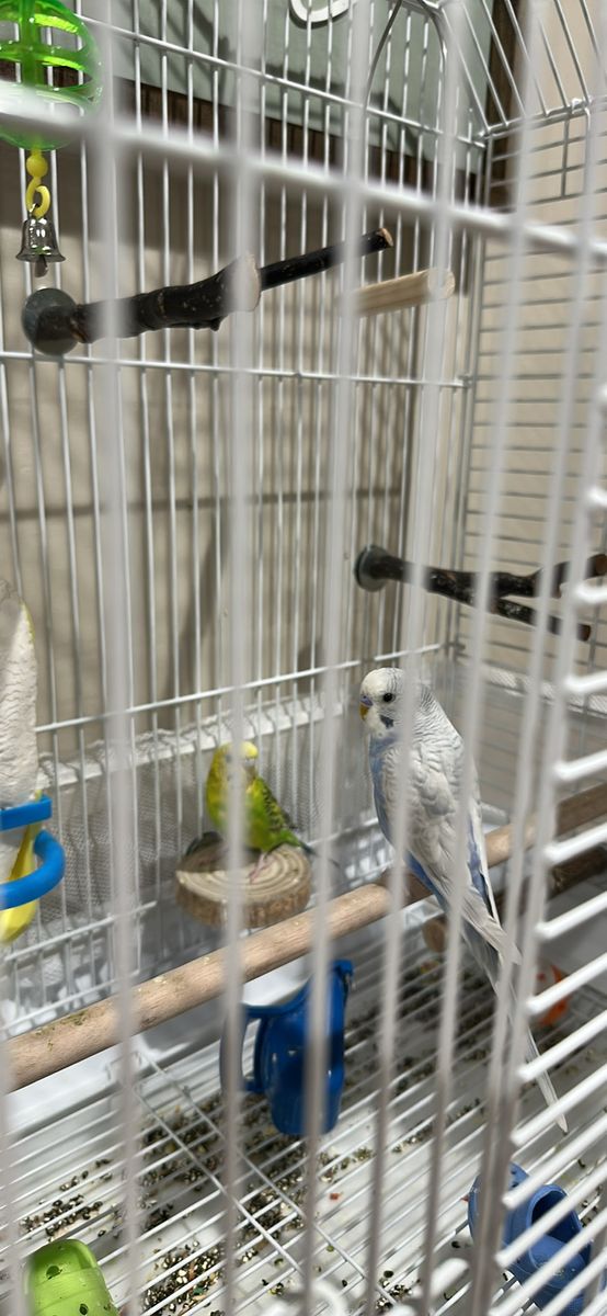 2 Free Parakeets