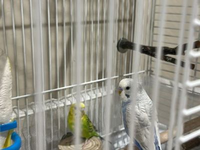2 Free Parakeets